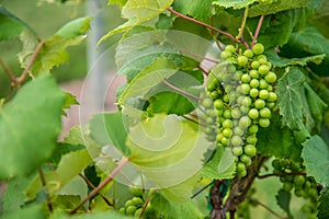 Green Grapes on Vinyard Vines