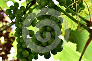 Green Grapes Wallpaper