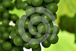 Green Grapes Wallpaper