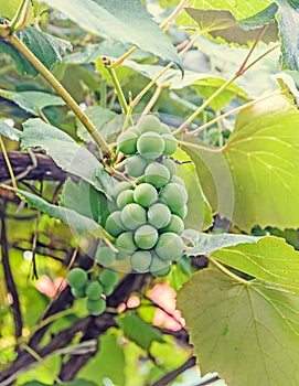 Green grapes (white) fruit hang, Vitis vinifera (grape vine)
