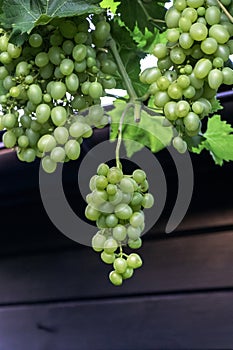 green grapes for white wine growth in the garden in autumn season.