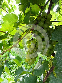 Green Grapes For Wine