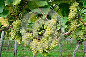 Green grapes in wine yard in autumn