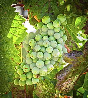 Green Grapes, Winery Temecula, California