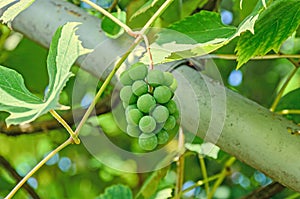 Green grapes (white) fruit hang, Vitis vinifera (grape vine)