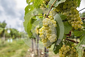 green grapesin vineyard