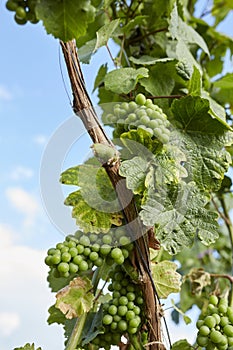 Green grapevine and grapes with sun and blue sky