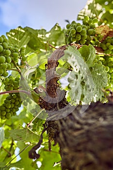 Green grapevine and grapes with sun and blue sky