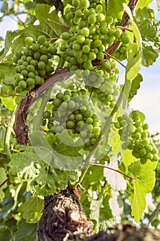 Green grapevine and grapes with sun and blue sky
