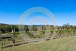 Green Grapevines Growing on a Hillside in the Mountains of a Sunny Day