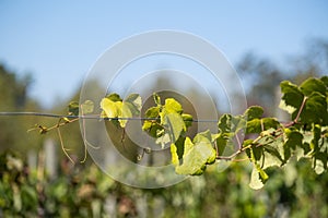 Green Grapevines Growing on a Hillside in the Mountains of a Sunny Day