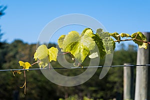 Green Grapevines Growing on a Hillside in the Mountains of a Sunny Day