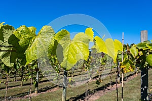 Green Grapevines Growing on a Hillside in the Mountains of a Sunny Day