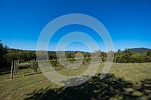 Green Grapevines Growing on a Hillside in the Mountains of a Sunny Day