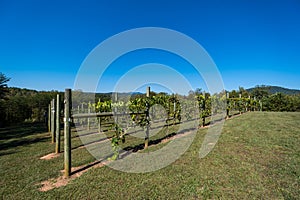 Green Grapevines Growing on a Hillside in the Mountains of a Sunny Day