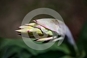 Green graphic Bud of Canna flower canna lily, Canna edulis close up. green abstract