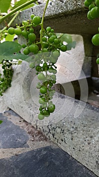 Green grappe in garden