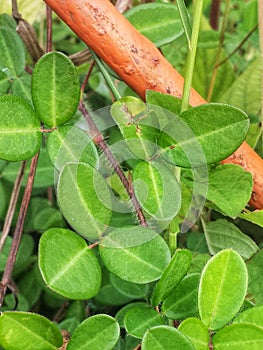 Green grasa  that grown near the house in kalimantan 4 photo