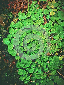 Green grases wallpaper for android