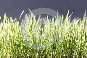 Green grass
