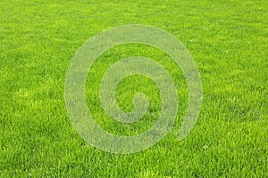 Green grass