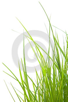 Zelená tráva 