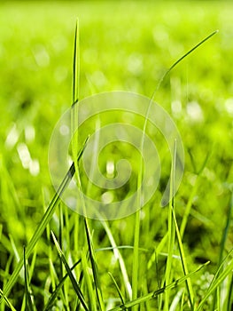 Green grass