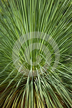 Green grass - abstract natural backgrounds