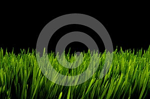 Green grass against black night sky