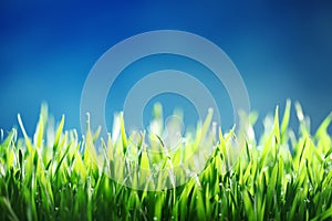 Green grass against blue sky background