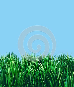 Green grass against blue sky background