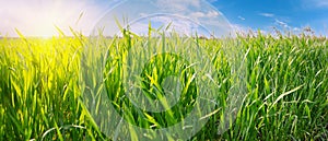 Green grass against blue sky with bright sun