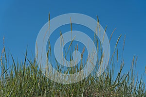 Green grass against a blue sky. The concept of pure nature. Natural background. Space for text