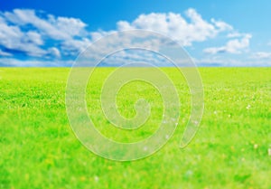 Green grass against a blue sunny sky
