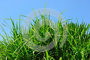 Green grass against a blue sunny sky