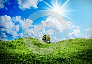 Green grass against a blue sunny sky