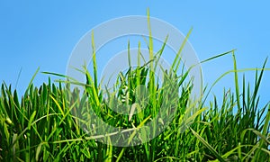 Green grass against a blue sunny sky