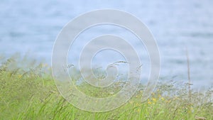 Green grass against blue water. Textural background of a bright green grass near the river.