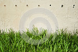 Green grass against wall