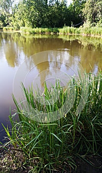 Green grass against water