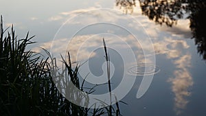 Green grass against water Russia