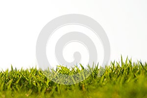 Green grass against white background