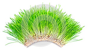 Green grass arch