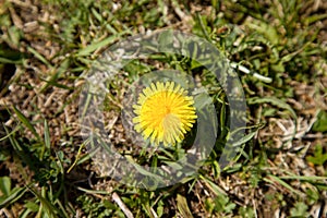 Gorgeous yellow dandelion on the mountain meadow during spring season, Slovakia