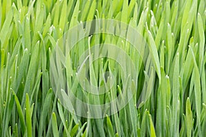 Green grass as background photo
