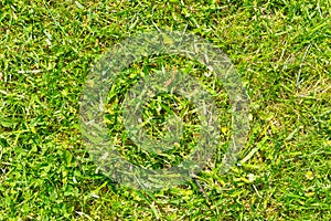 Green grass as a texture or abstract background.