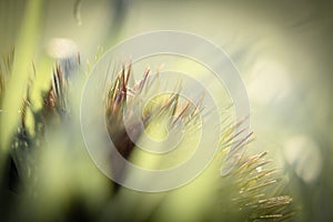 Green grass in autumn wind and sunlight