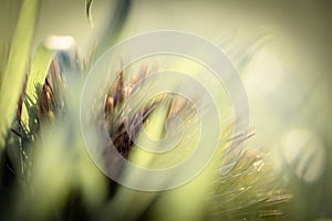 Green grass in autumn wind and sunlight