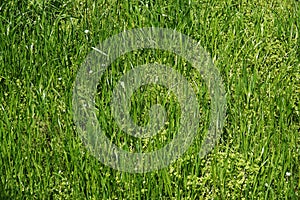 Green grass backdrop