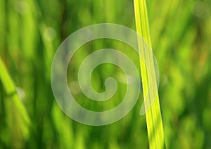 Green grass background